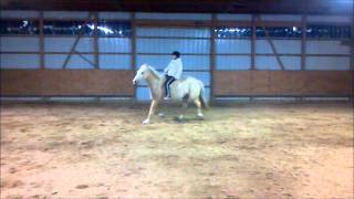 Riding Indy bridleless and saddleless.wmv