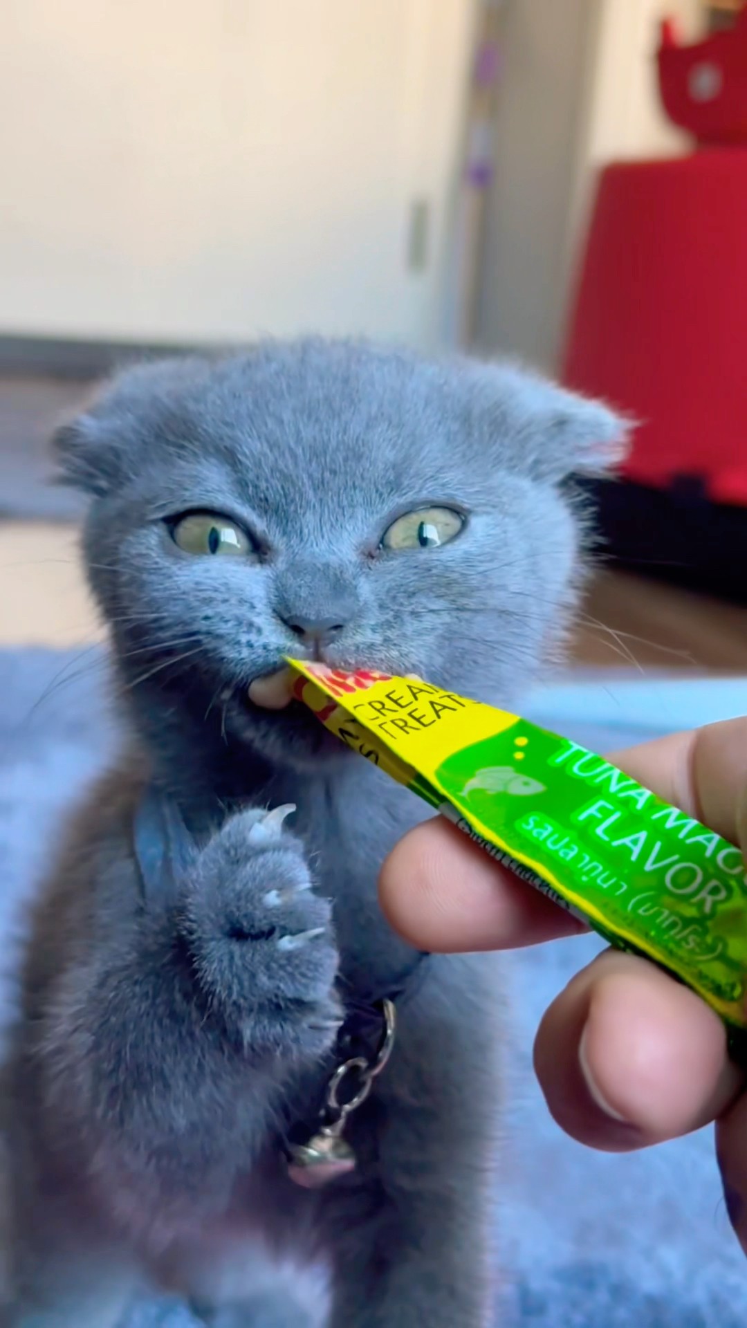 Süper ❤️? Cat baby ??? #cat #cats