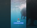 why humpbacks launch themselves out of water #whales #science #shorts