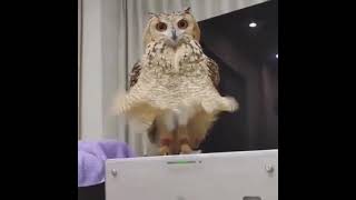 The New Superb Owl Champion