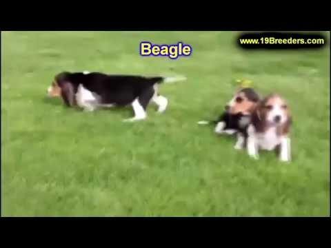 beagle puppies for sale in nj shetland sheepdog puppies for sale in clifton new jersey nj morris passaic beagle puppies for sale in nj shetland sheepdog puppies for sale in clifton new jersey nj morris passaic