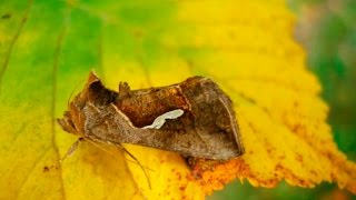 Бабочки Совки Noctuidae. Насекомые Заповедника "Галичья Гора " Липецкой области Бабочки Совки Noctuidae. Насекомые Заповедника "Галичья Гора " Липецкой области