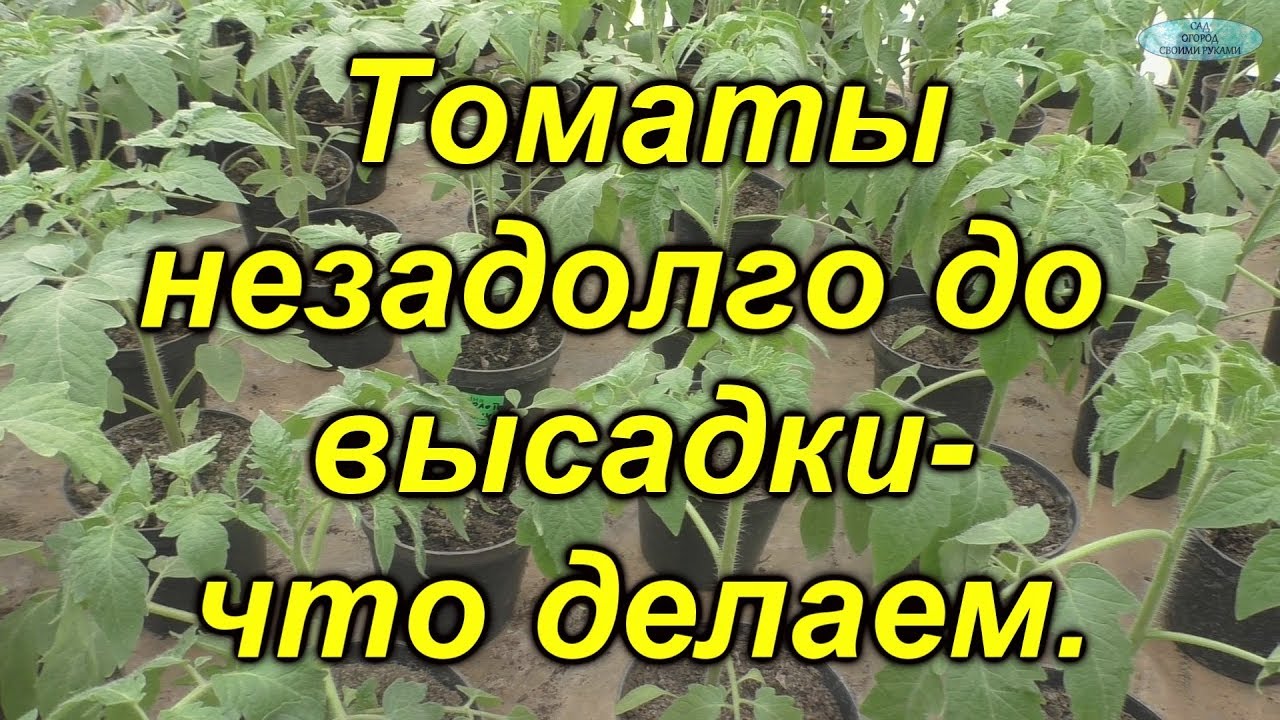 Рассада томатов- 15 дней до высадки!