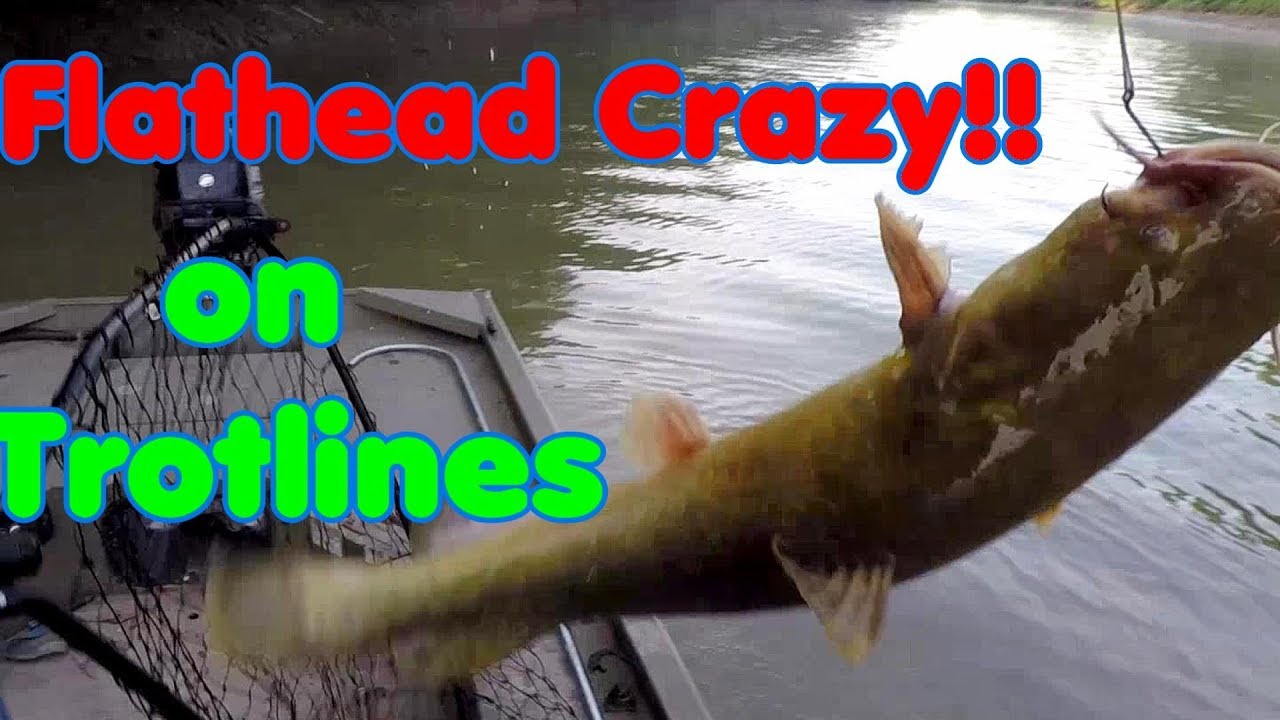 Summer catfish on trotlines Trotliners YouTube