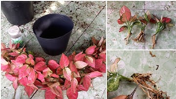 How to propagate Aglaonema by division