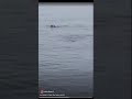 GREY SEAL SLR 2024