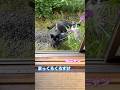 ネコと子ネコとおじさん 朝帰りニャンズの帰宅風景〜 #shorts #cat #まっくろくろすけ #兄ニャン #猫のいる暮らし #赤ニャン