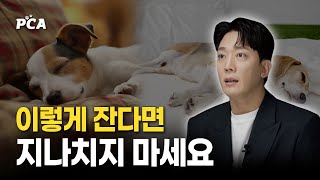[수면편] 하루에도 수십번 꿈을 꾸는 반려동물의 수면 (ft. 잠을 청하는 방식) / 반려견해 EP 04