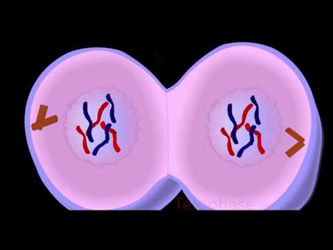 Vidéo: Différence Entre La Télophase 1 Et 2