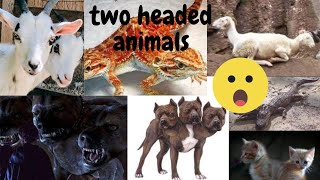 TOP 10 des Animaux avec Deux têtes, 10 two headed animals #animaux #étranges  jumeaux monozygote