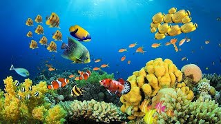 Relaxing Music to Relieve Stress, Anxiety and Depression • Mind, Body 🐬 Soothing music for nerves