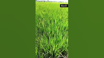 Rice 🌾 farming video