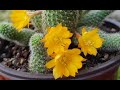 5 красивоцветущих кактусов, которые можно вырастить на своем подоконнике