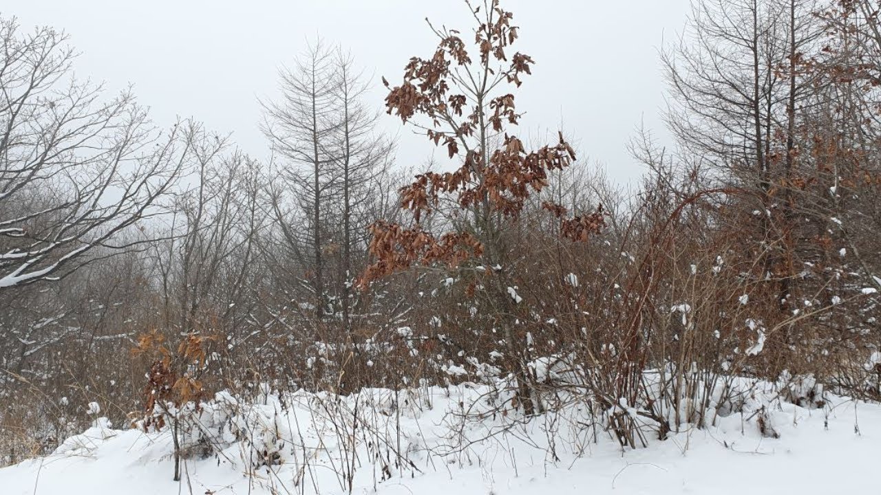 Шуберт «Аве Мария» в джазовой аранжировке | Природа для чувственного отдыха