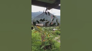 serindit sabah