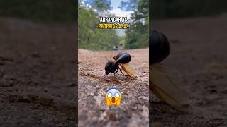 Essa FORMIGA arranca AS PRÓPRIAS ASAS! 🐜 #curiosidades #animais #biologia #formiga