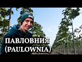 Павловния // Алюминиевое дерево или нефтяная скважина на участке?