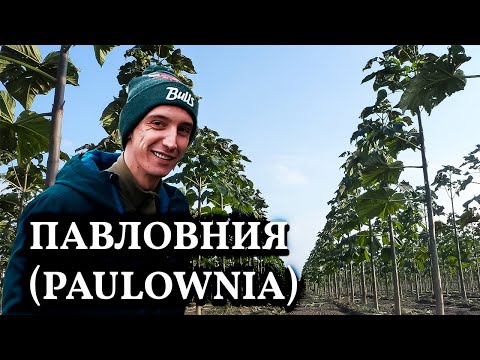 Video: Barril Retorcido De Paulownia