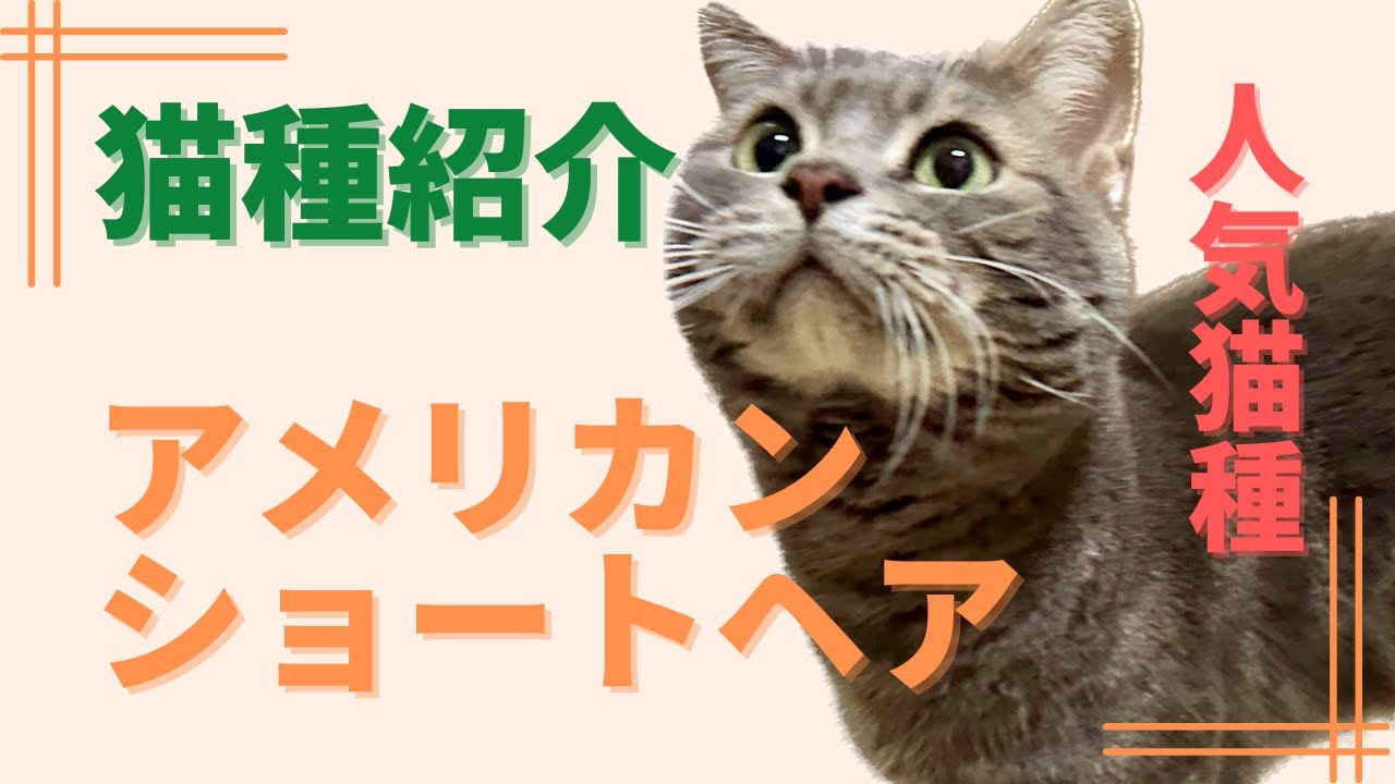 猫種紹介】飼育頭数TOP5常連の人気猫種 アメリカンショートヘアの紹介