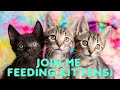 Feeding 19 Kittens + Cats - Join Me!