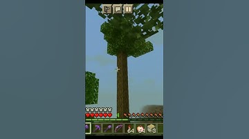it is sapling tree 😃😃