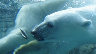 水中で魚を食べるホッキョクグマ ピリカ~ Polar Bear eats a fish underwater
