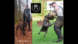 Xpaco De La Arena 2021 Working Presa Canario Avd E.v. Decoy Training Speed Long Send