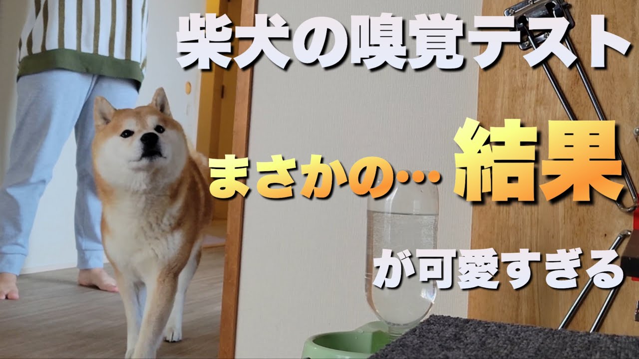 【柴犬嗅覚テスト】大切な家族のピンチも、可愛いも見逃さない見守りペットカメラFurboが凄い。