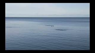 Дельфины в Пицунде 🐬 Чёрное море Абхазия | Весна, живые кадры