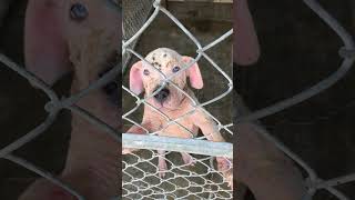 Neglected & Abandoned Puppy; Left In Gut-Wrenching Filth Causing Sores All Over