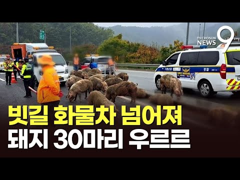 화물차 넘어져 돼지 <strong>30마리</strong> 도로에…도망가지 않고 &amp;#39;옹기종기&amp;#39; [뉴스9]