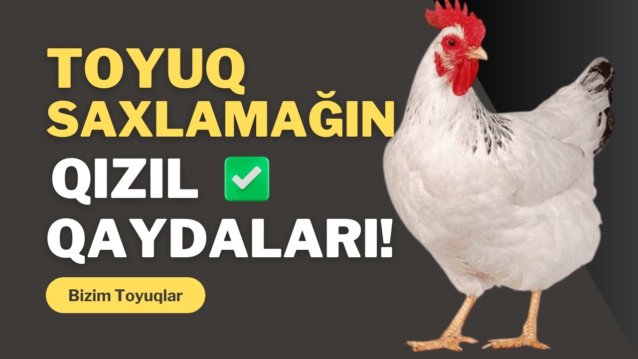 Məhsuldar Toyuq Necə Saxlanır? Ən Vacib Sirlər!