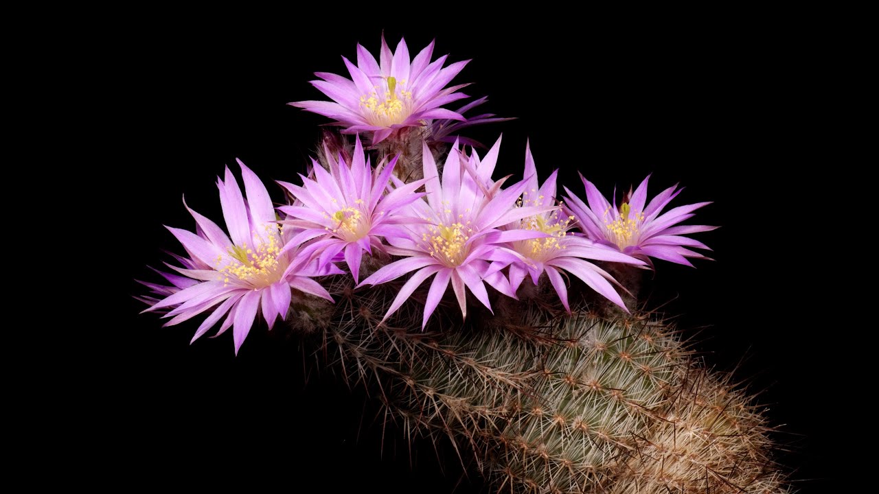 Time Lapse Echinocereus laui, Mexico Sonora
