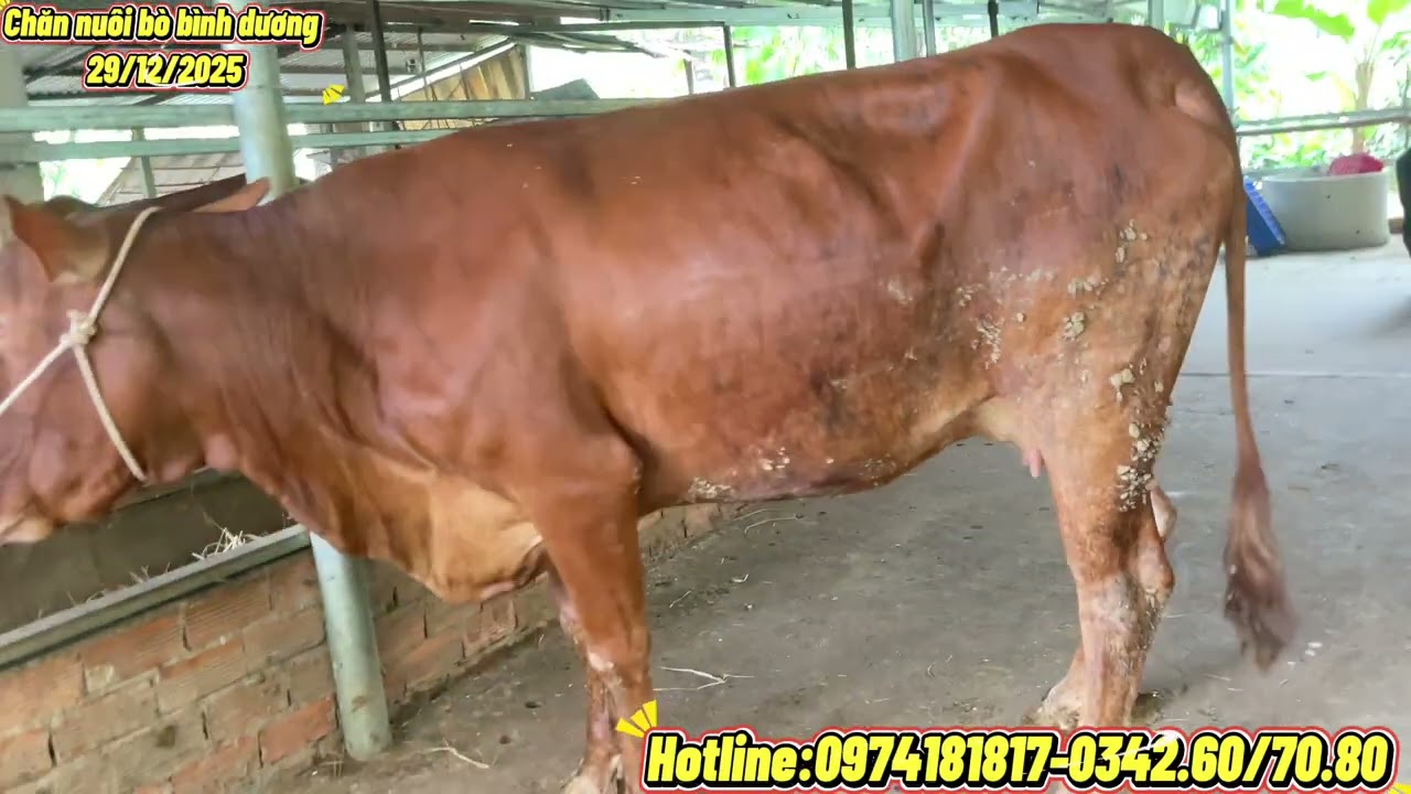 3 cái bầu 3b hàng tuyển chọn-bộ mẹ cọp con đực 3b đẹp xuất sắc!