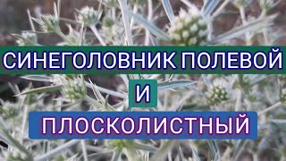 картинка: СИНЕГОЛОВНИК ПОЛЕВОЙ, СИНЕГОЛОВНИК ПЛОСКОЛИСТНЫЙ. Чем отличаются, что ими лечат...