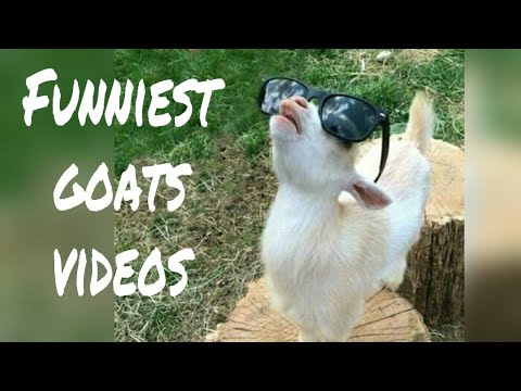 funny-videos-2018-|-funny-goat-screaming-videos-compilation-|-try-not-to-laugh