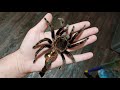 Линька десятилетнего птицееда Brachypelma Vagans