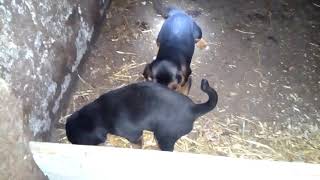 Balkanski Gonič Štenci Nova Generacija