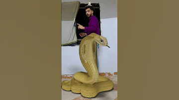 اكبر ثعبان بالعالم Hanyelybani 