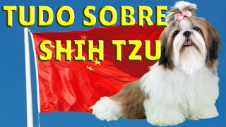 🚨FATOS SOBRE A RAÇA SHIH TZU QUE VOCÊ PRECISA SABER 🚨FATOS SOBRE A RAÇA SHIH TZU QUE VOCÊ PRECISA SABER