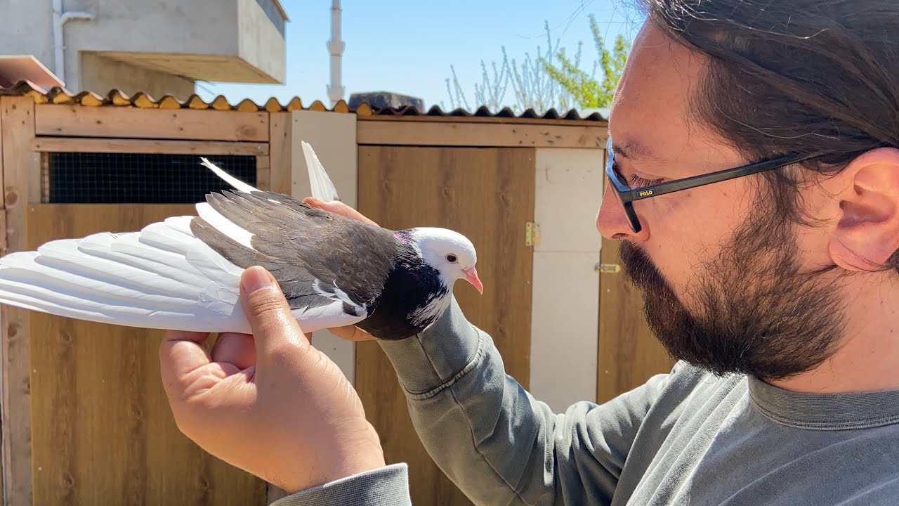 KAÇAK MARDİN’E KUŞ KALDIRDIM KAÇAK DÖNEK YAKALADIM..  GÖKYÜZÜ KAÇAK GÜVERCİN DOLU