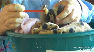 Another adorable moment between Miss Leslie and rescued baby sloth Robin! 🤗🤗  Recorded:  03\/18\/23