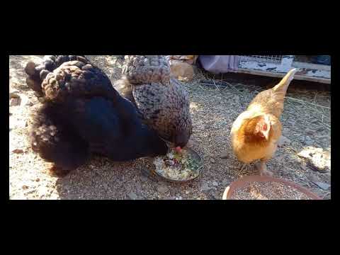 The man who whispers to chickens.