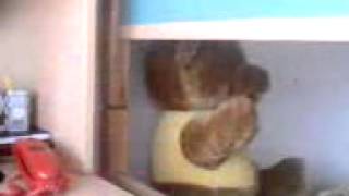 Konuşan Muhabbet Kuşu Boncukk