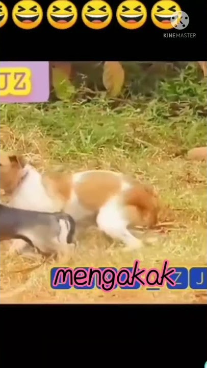 harimau fake nge frank anjing 😹