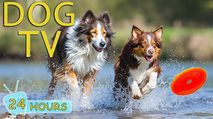 DOG TV: Video All-Day Fun & Happy to Keep Dogs Entertain When Home Alone - Relax Music for Dogs