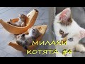 Котята и милые котики #4 / Kittens and cute cats.