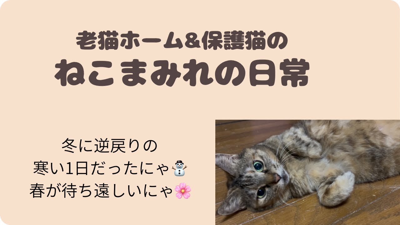冬に逆戻りの寒い1日だったにゃ⛄️春が待ち遠しいにゃ🌸