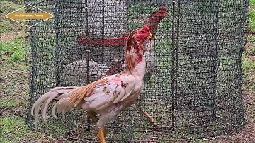 newly hatch menyuam qaib  l qaib exercise l ไก่ชน l Pakoi l Shamo I Ayam l Aseel l