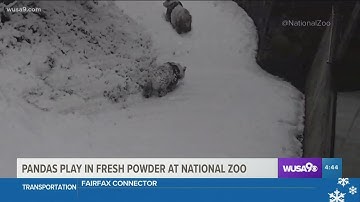 Giant Pandas at Smithsonian Zoo enjoy first snow of the season
